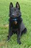 Schipperke