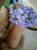 3 iulie 2012-flori 031