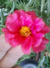 3 iulie 2012-flori 022