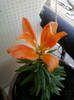 3 iulie 2012-flori 001