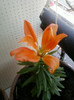 crinisor...