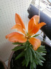 3 iulie 2012-flori 009
