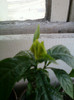 3 iulie 2012-flori 005