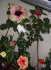 Hibiscus grup
