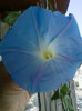 3 iulie 2012-flori 018