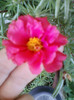 3 iulie 2012-flori 024