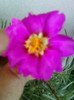 3 iulie 2012-flori 021