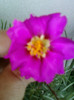 3 iulie 2012-flori 023