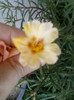 3 iulie 2012-flori 030