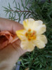 3 iulie 2012-flori 033