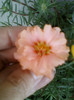 3 iulie 2012-flori 029
