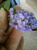 buddleia-"magnet" pt fluturi...