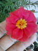 3 iulie 2012-flori 032