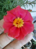3 iulie 2012-flori 044