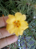 3 iulie 2012-flori 038