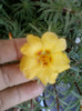 3 iulie 2012-flori 036