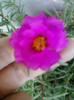 3 iulie 2012-flori 037