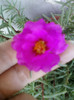 3 iulie 2012-flori 039