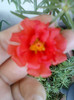 3 iulie 2012-flori 016