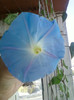 3 iulie 2012-flori 013