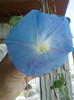 3 iulie 2012-flori 015