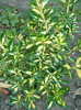 Aureo variegata