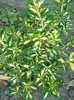 Aureo variegata