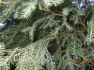 DSCN0960