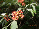 DSCN0961