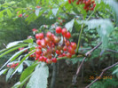 DSCN0963