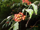 DSCN0967