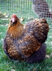 dscn1510-450x600