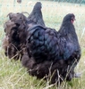 blacklf3