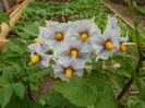 Flori de Cartof
