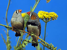 pasari