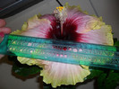 Hibiscus Tahitian Quinn