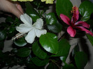 Hibiscus pereche