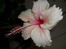 Hibiscus Rowenas Weeding