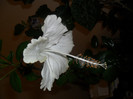 Hibiscus White Swann