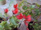 in sfarsit, red flame