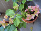 pagoda pink, a doua runda