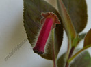 NEW - Kohleria Villands Vanga (GS)