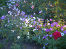 DSC08049