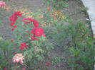 DSC08051