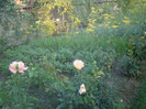 DSC08061