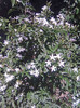 Jasminum azoricum