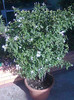 Jasminum azoricum