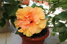 hibiscusi 024