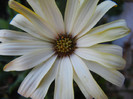 African Daisy (2012, July 03)