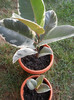 Ficus elastica Tineke (2012, July 01)